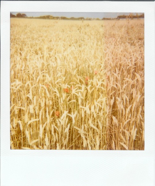 Tâches de coquelicot - Ile de R2