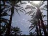 Palmeraie - Maroc 2007
